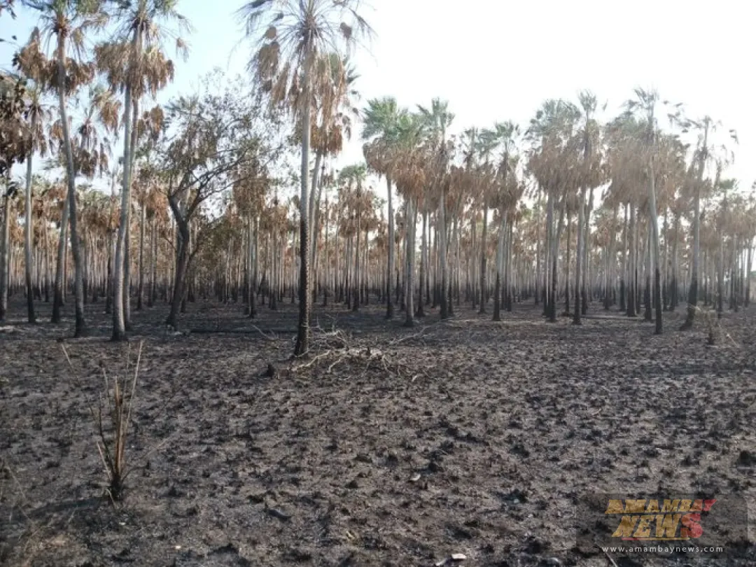 Incendio en Chaco bajo control, se aguardan lluvias