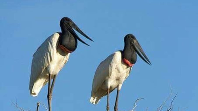 Una pareja de cigüeñas a salvo de las llamas en el Pantanal brasileño