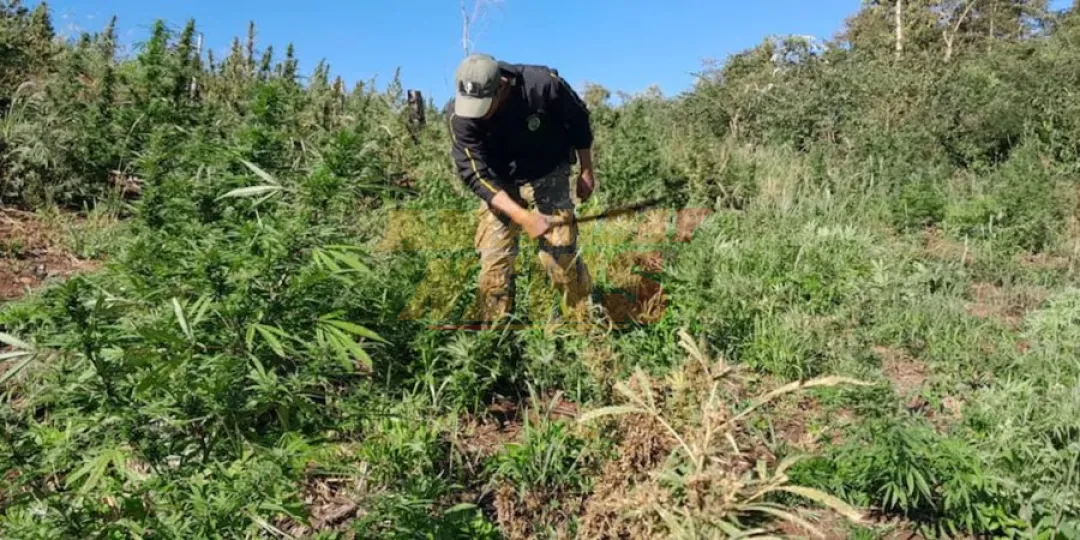 Amambay: anularon 648 toneladas de marihuana