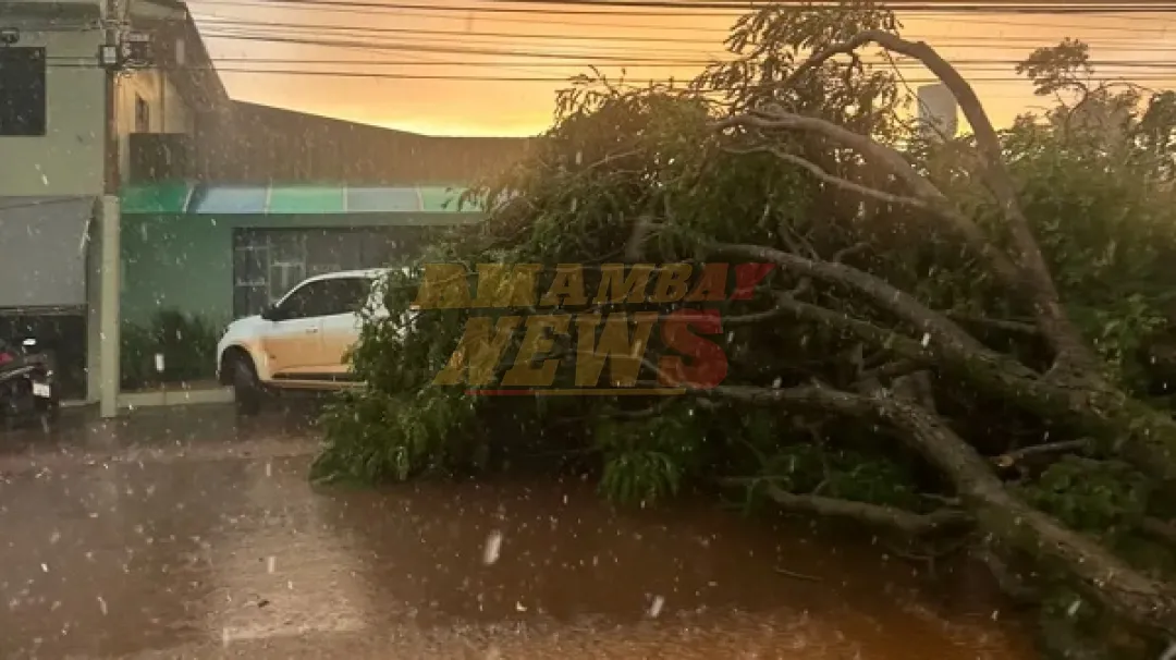 Tormenta en San Alberto derriba árboles y bloquea rutas
