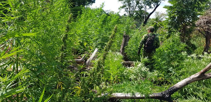 SENAD destruye más de 27 toneladas de marihuana en Alto Paraná