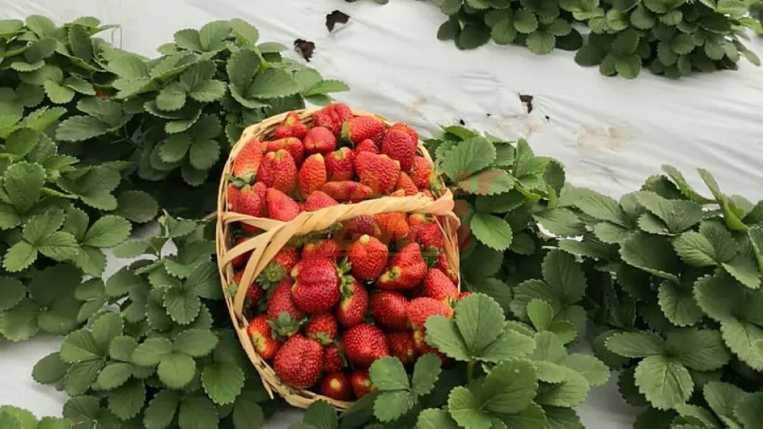 Invitan a cosechar y disfrutar de las frutillas en Areguá desde el domingo