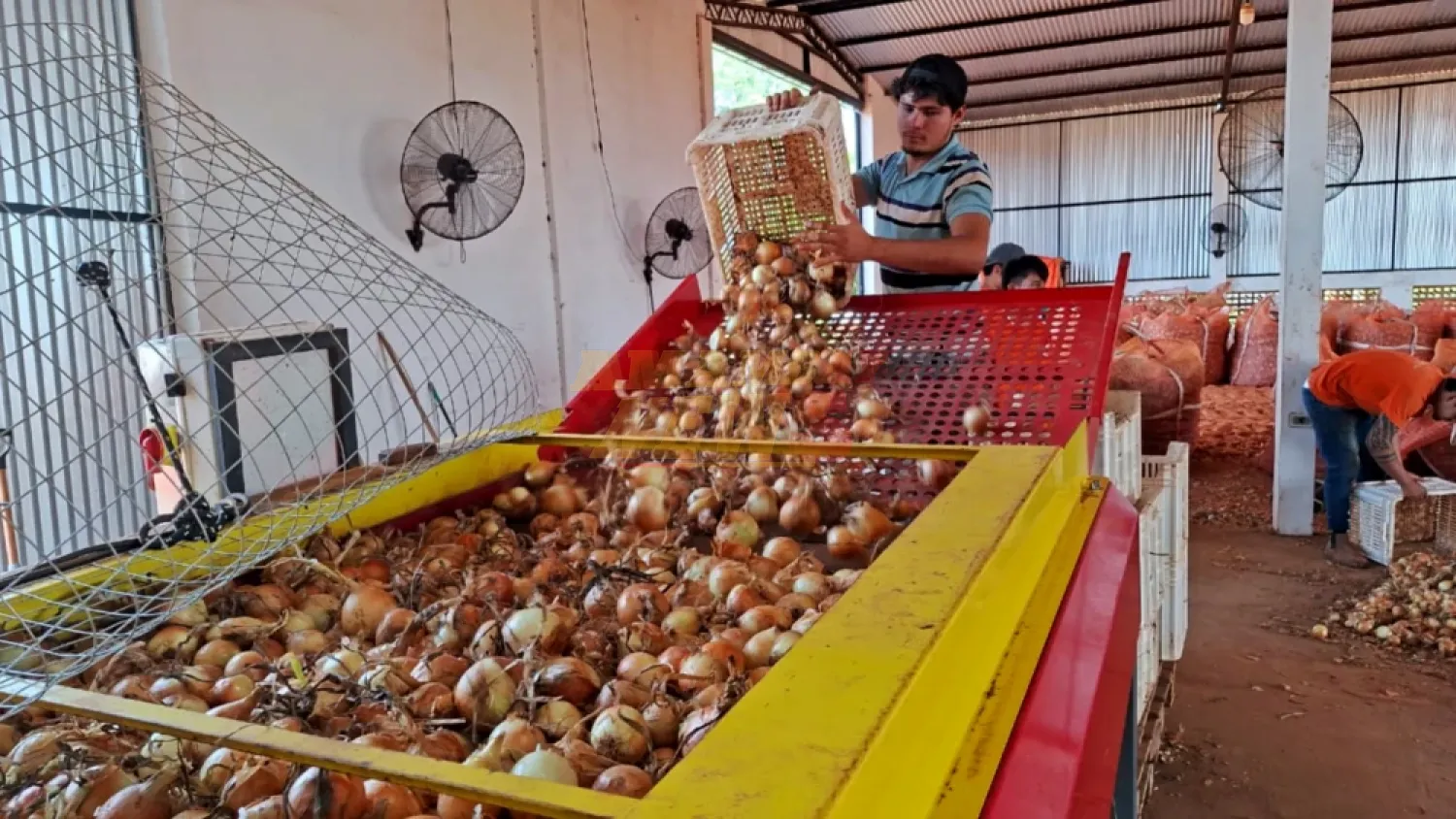 Agricultores advierten que perderán más de 1.500.000 kilos de cebolla