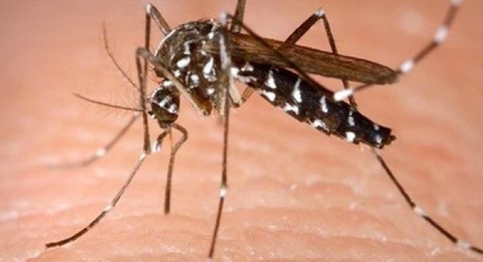 Suman 26 casos de chikungunya y uno de dengue esta semana