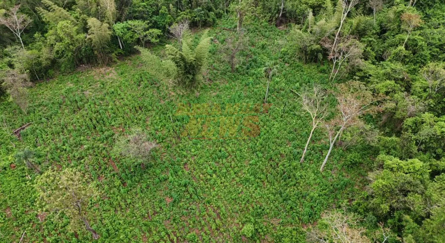 Narcotráfico destruyó más de 5.000 hectáreas de bosques en dos años, revela Senad