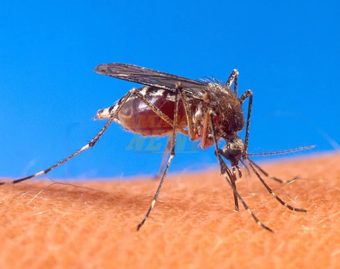 Alerta por DENV-3: riesgo de nueva epidemia