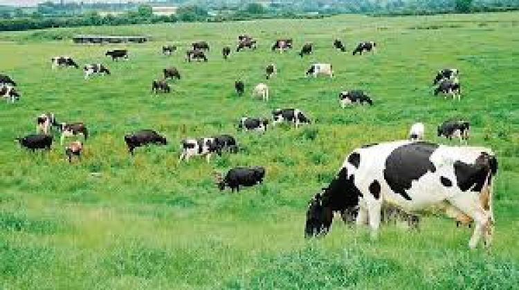 Agricultura y Ganadería crecerán, comercio, servicios e industrias caerán: economía decrecerá -2,5 %