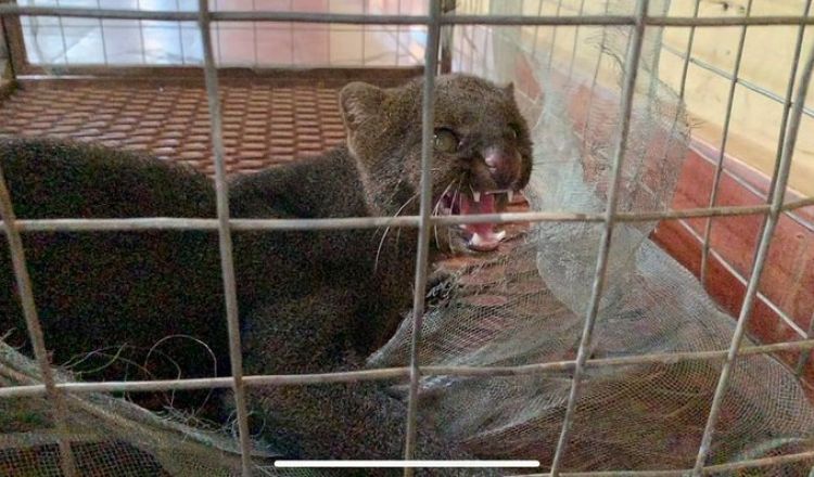 Bomberos voluntarios rescatan otro gato moro en Concepción