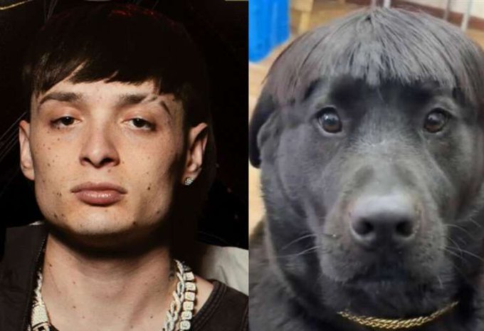 El 'Perro pluma' sí existe, el peculiar look del mexicano ha trascendido al mundo animal