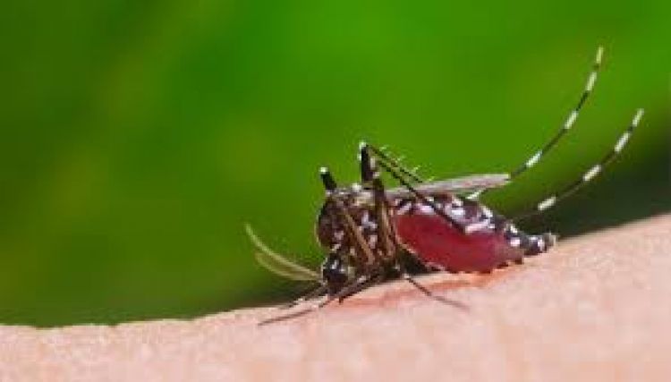 Dengue: notificaciones permanecen alrededor de 700 por semana
