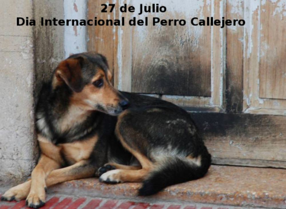 Día del Perro Callejero: Rescatistas esperan mayor acción del Estado