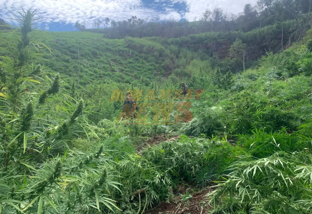 Paraguay y Brasil anulan 656 toneladas, con pérdida de USD 19,6 millones al narcotráfico