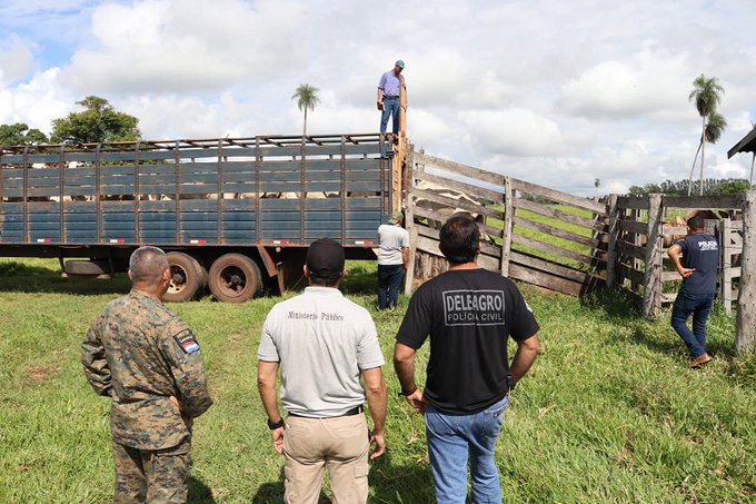 Abigeato: Inspeccionan 123 vacunos recuperados antes de la entrega al propietario