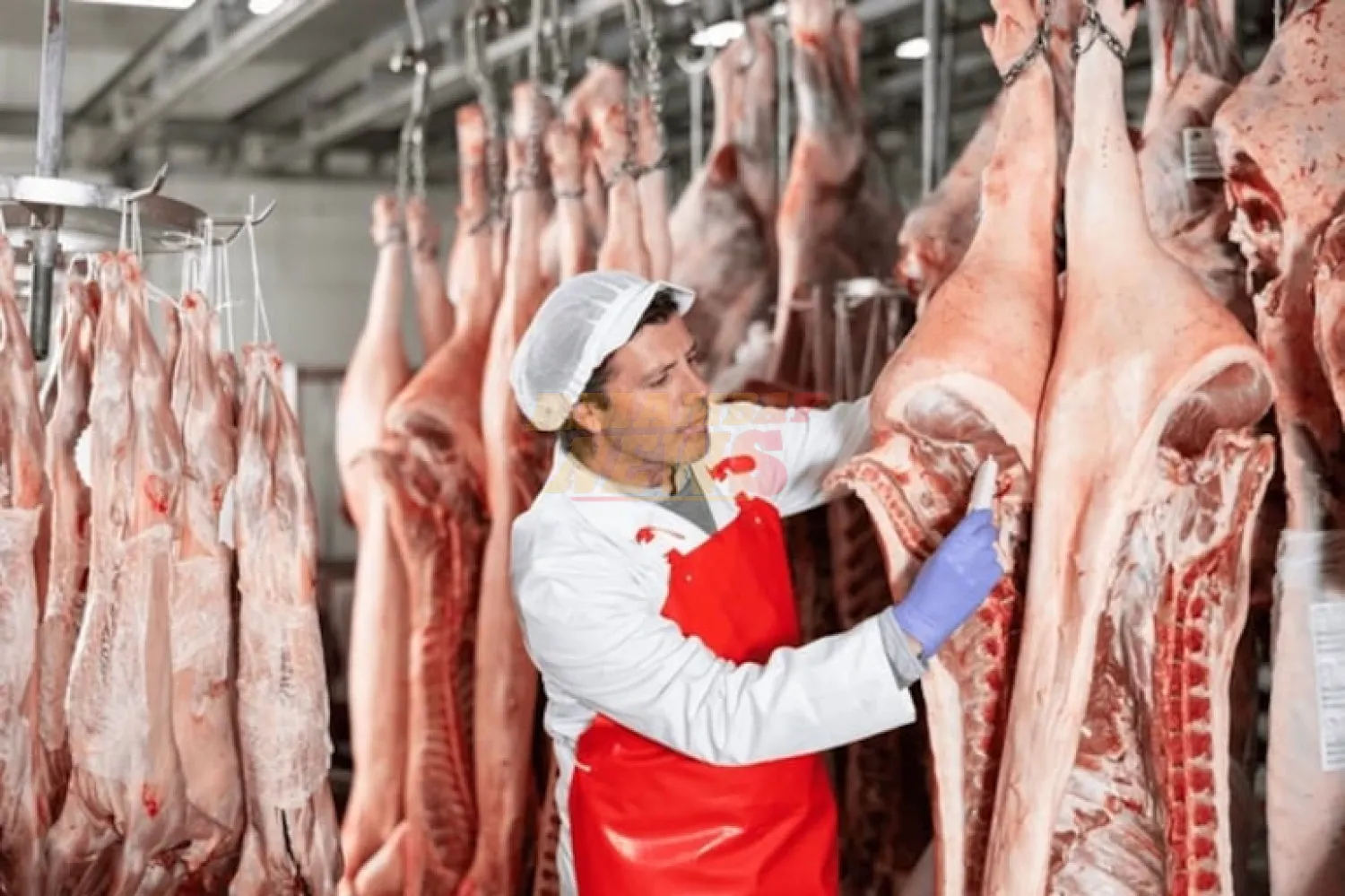 Paraguay prohíbe importación de cerdos vivos y productos porcinos desde España