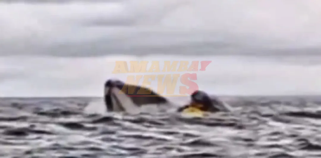 Ballena jorobada “traga” a kayakista en costas chilenas