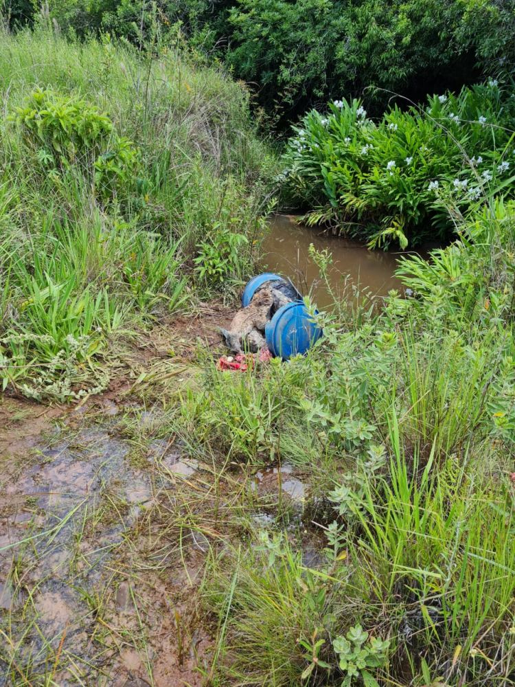Hallan cadáver concretado dentro de un tambor de plástico en Ponta Porã