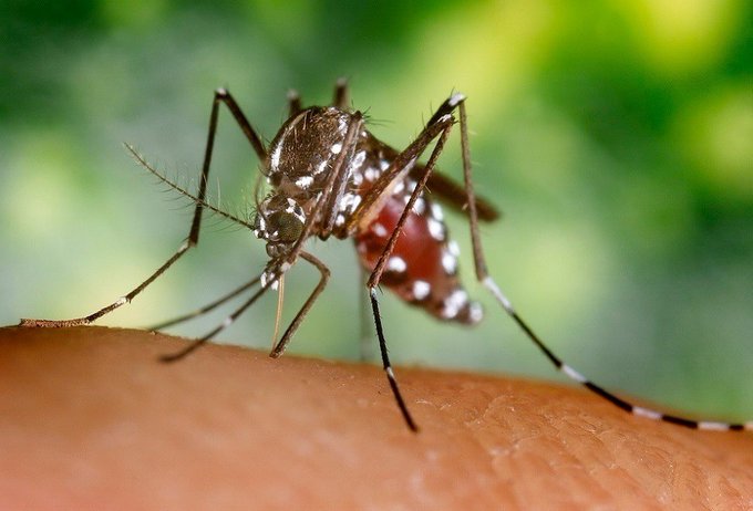 Casos de dengue tipo 3 podrían aumentar cuando vuelvan vacacionistas de Brasil