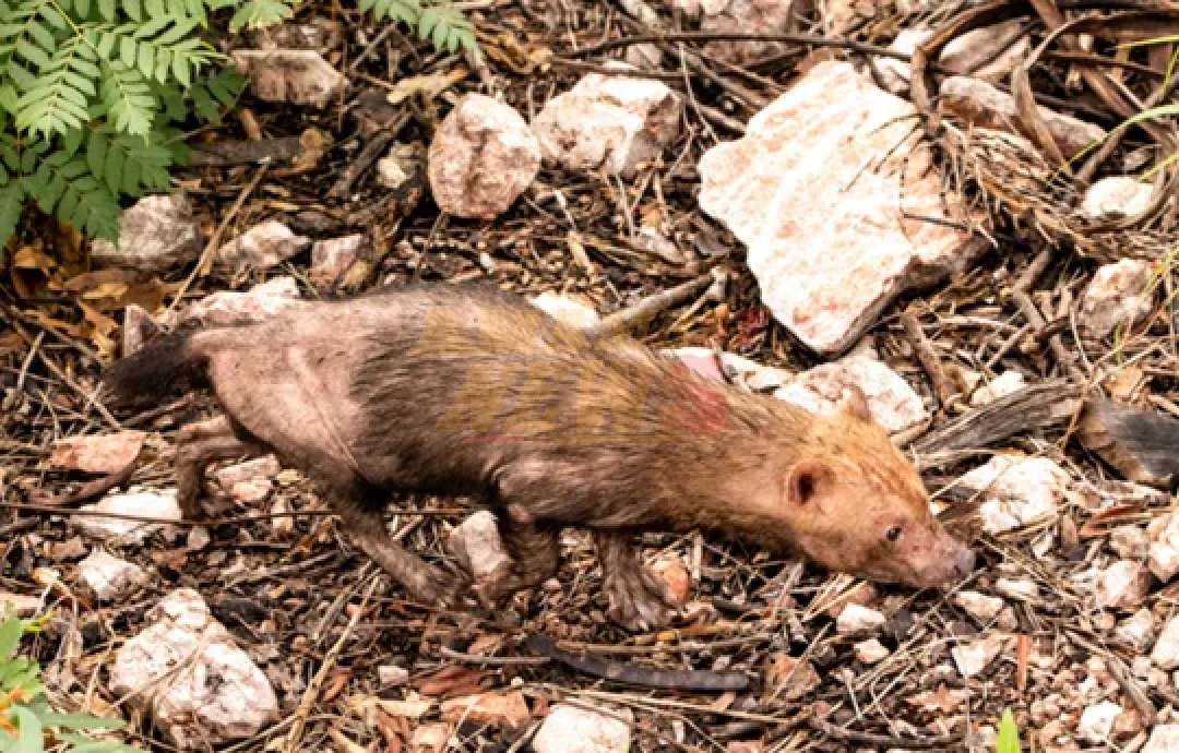 Histórico hallazgo de jagua yvyguy en Serranía San Luis