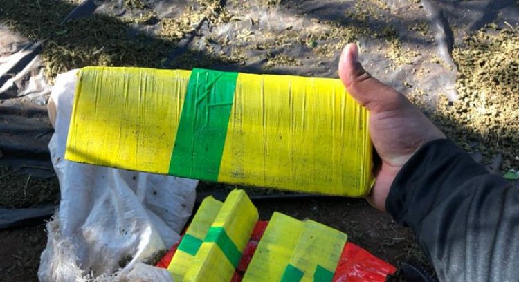 SENAD destruyó 80 hectáreas de marihuana al crimen organizado de frontera en 4 días