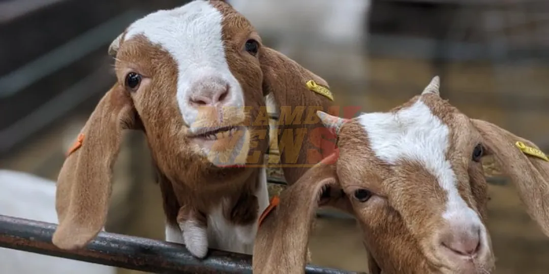 Aprueban proyecto que declara a los animales como seres vivos con sentimientos