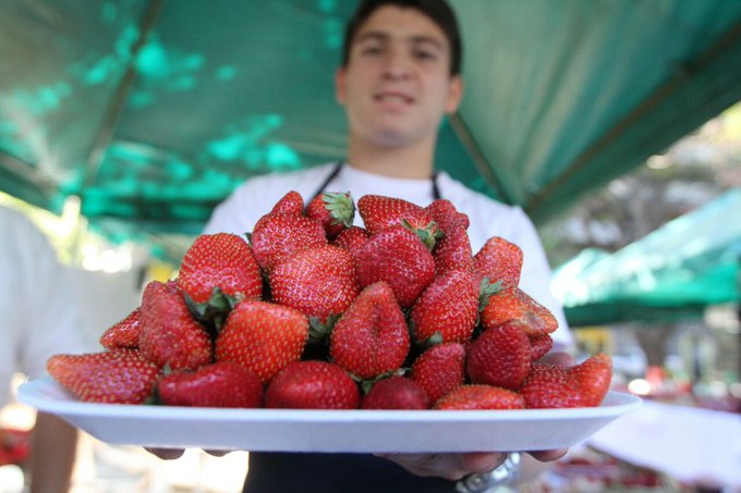 Investigadores del IPTA mejoraron la productividad del cultivo de frutilla