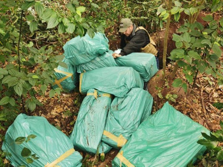 Incautan 337 kilos de marihuana de un inmueble en Concepción