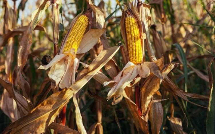 Agricultores temen que baja temperatura afecte al cultivo de maíz en Alto Paraná