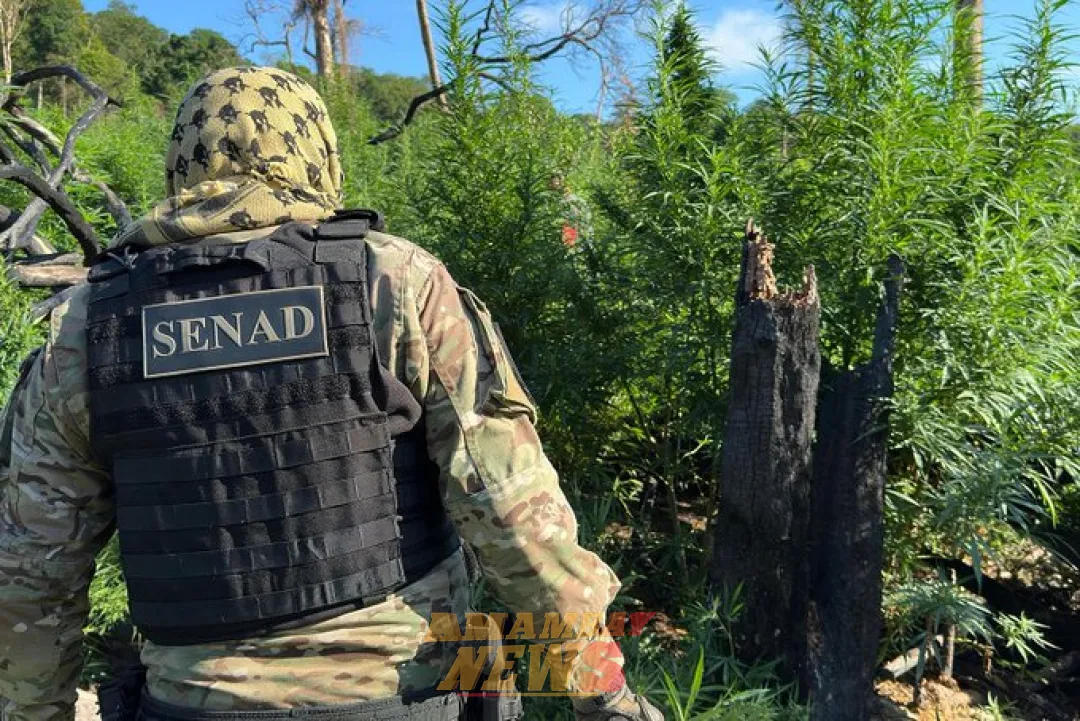 SENAD anula bases de producción de drogas en zona de influencia de grupos terroristas