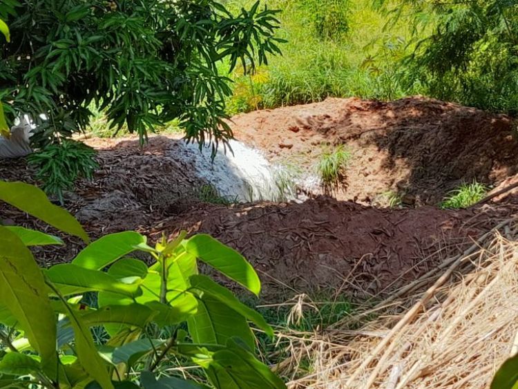 Vecinos hallan una fosa con varios perros muertos en Asunción