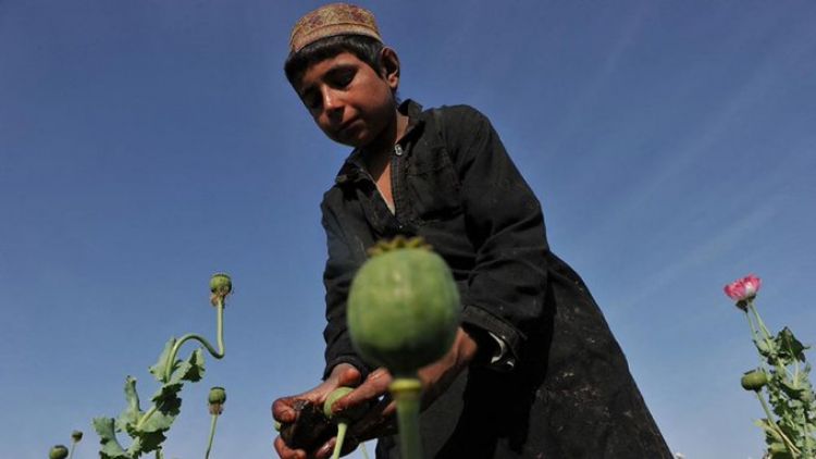 Prohibir o ampliar la producción de heroína, una encrucijada para los talibanes