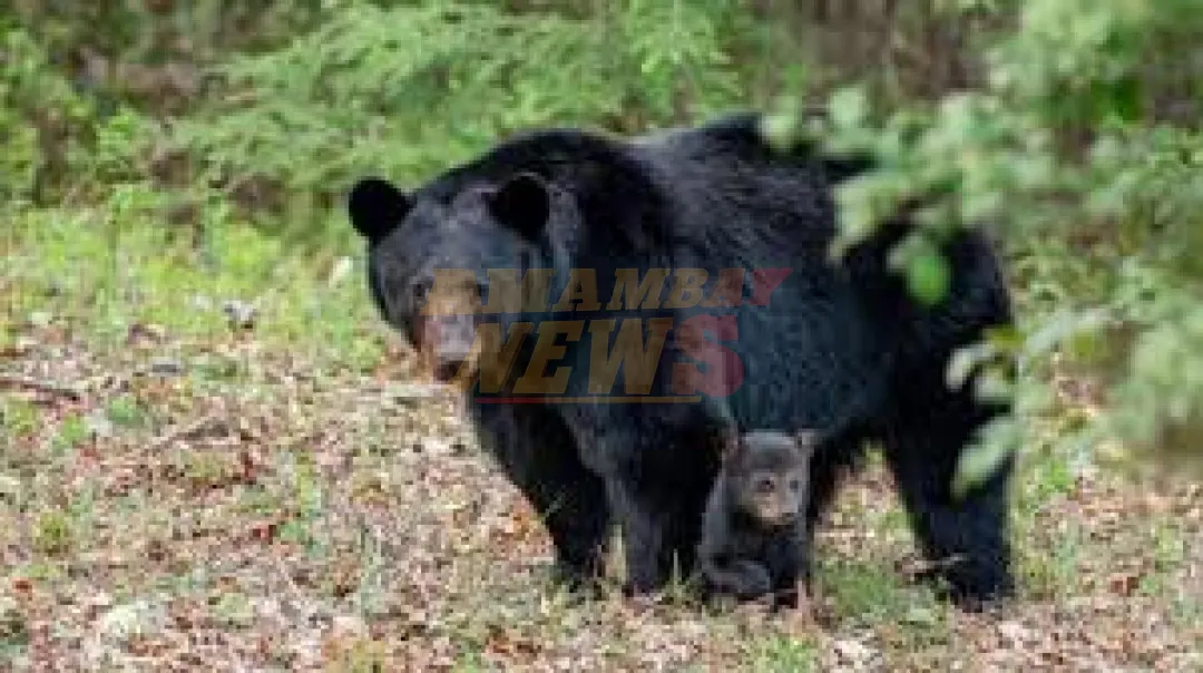 Animalistas demandan a Florida para impedir la primera cacería de osos negros en diez años