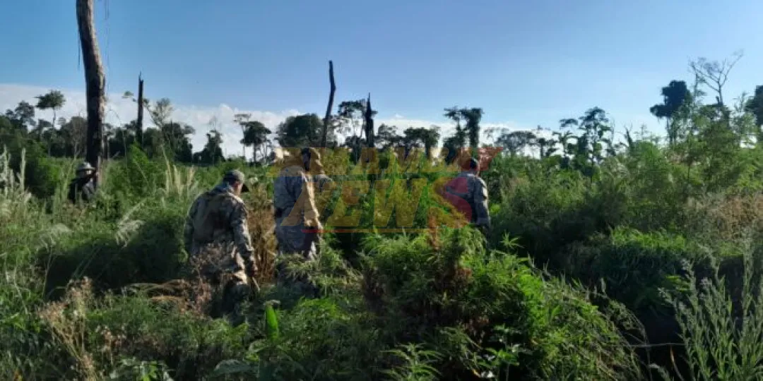 Senad destruye 24 toneladas de marihuana en Parque Nacional Caazapá