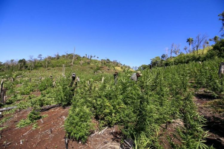 Anulan más de 600 toneladas de marihuana durante operativo en Amambay