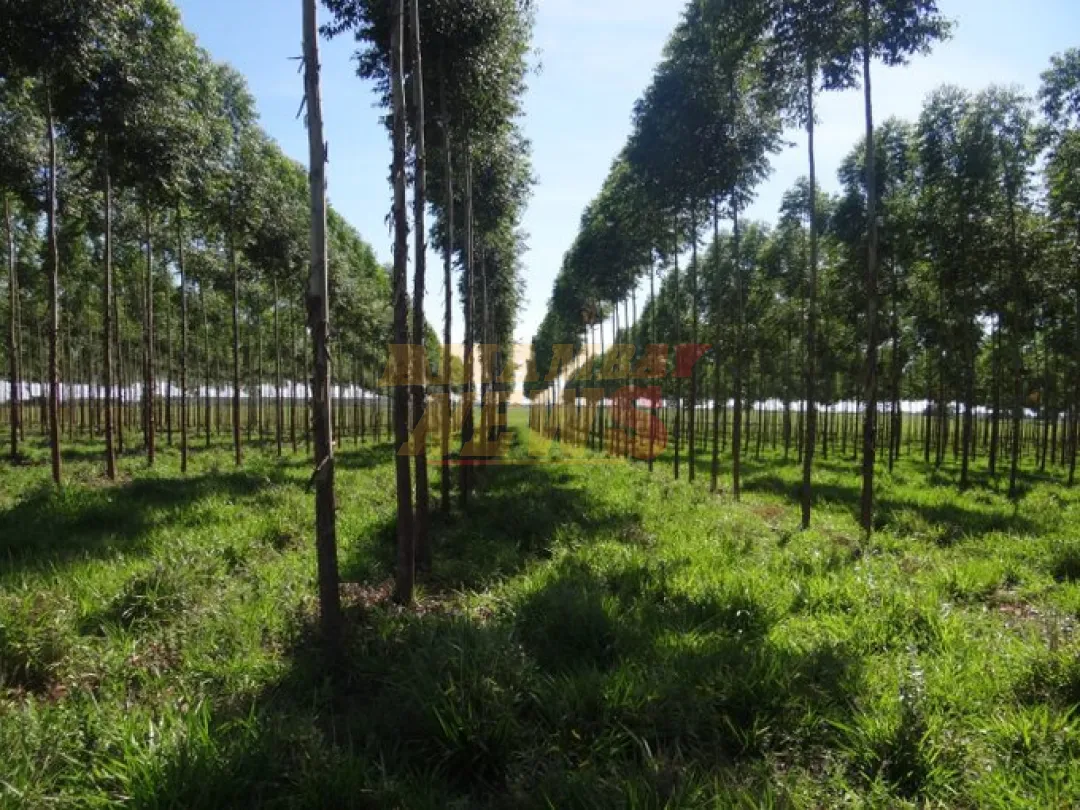 Paraguay rompe récord en exportaciones forestales por tercer mes consecutivo