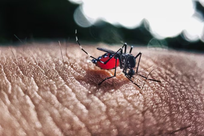 Confirman más de 100.000 nuevos casos de dengue en lo que va de año en Argentina