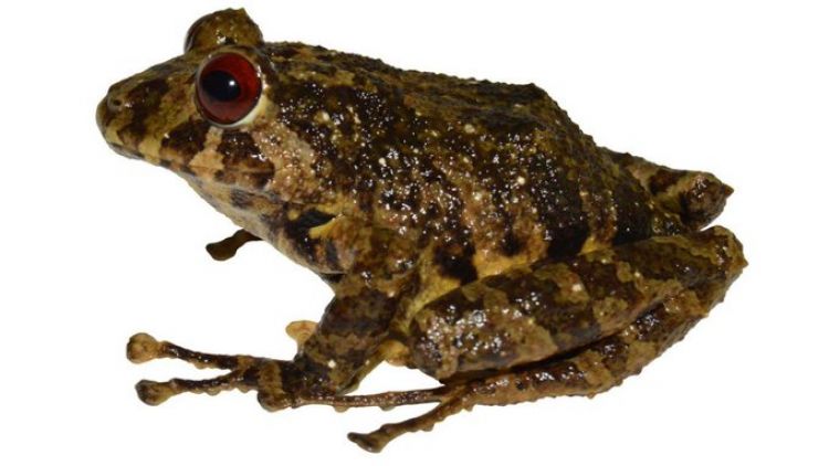 La nueva especie de rana terrestre descubierta en Sudamérica que lleva nombre de una banda de rock
