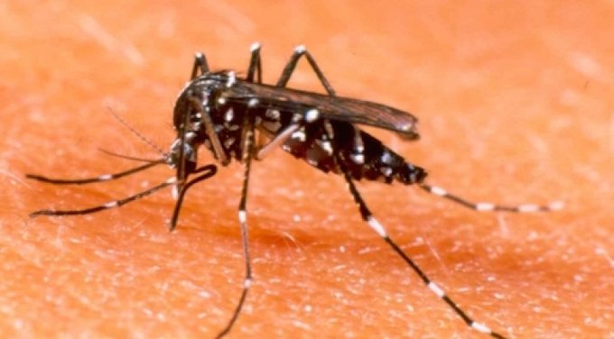 Alerta por atípica cantidad de muertes por chikunguña: conozca signos de alarmas y secuelas