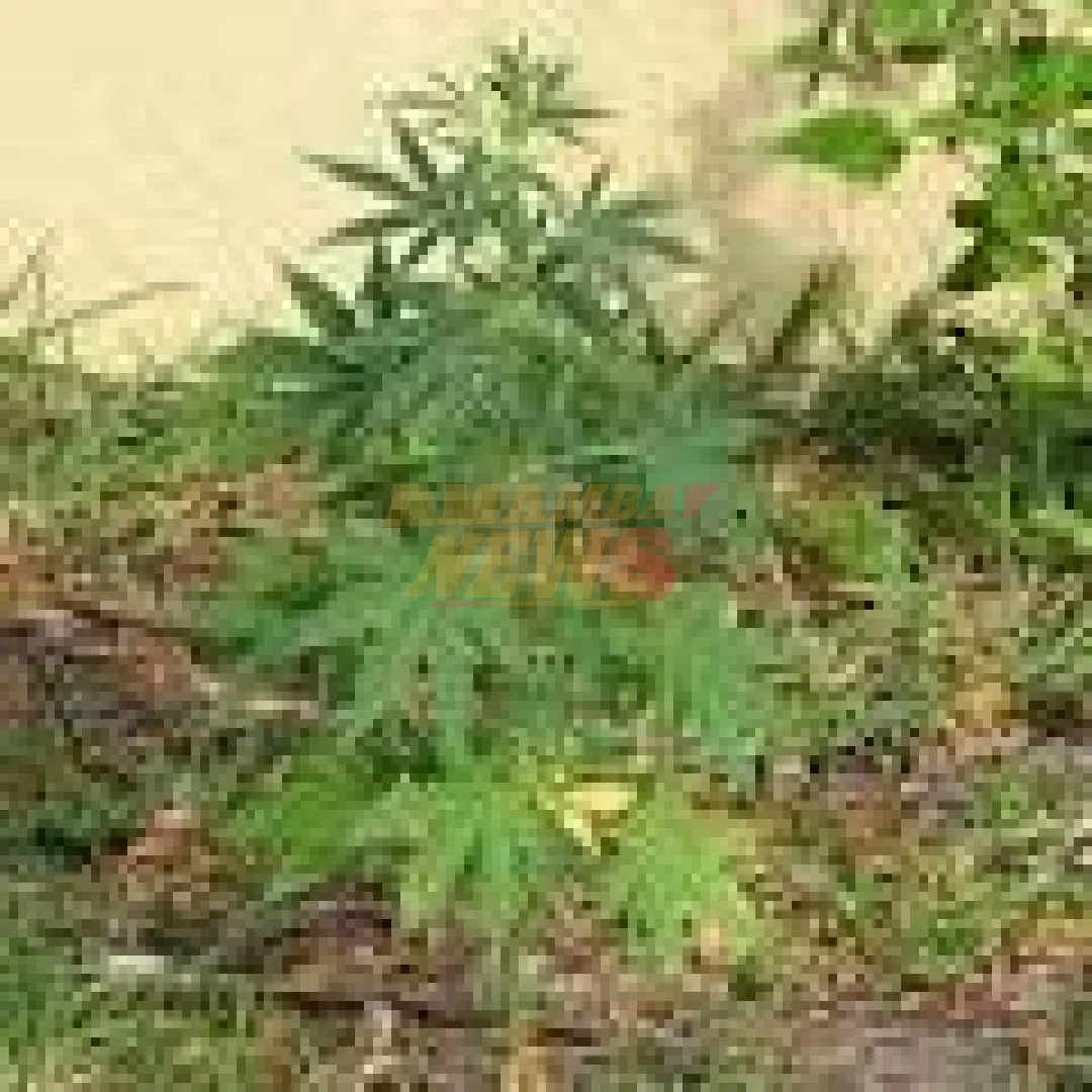 Paraguay concretó la primera exportación de flor de Cannabis industrial a Europa