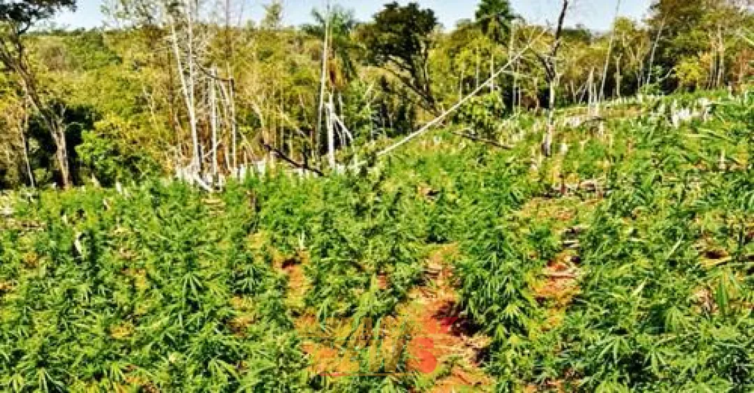 Cultivos de marihuana son protegidos por la Policía en Canindeyú, advierten