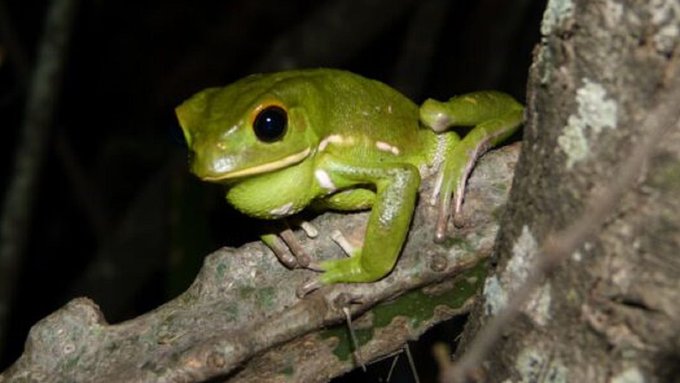 Kururu´i: Investigadores estudian los cantos de ranas y sapos del Paraguay