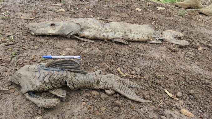 Mortalidad de peces en Ayolas sería porque habrían quedado atrapados en espineles