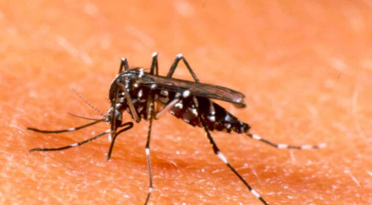 Registran descenso de dengue y chikunguña