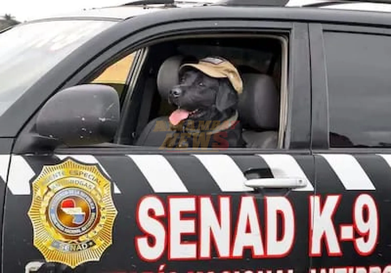 Otorgarán reconocimiento al Servicio Canino, con un homenaje al agente K-9 Rocky