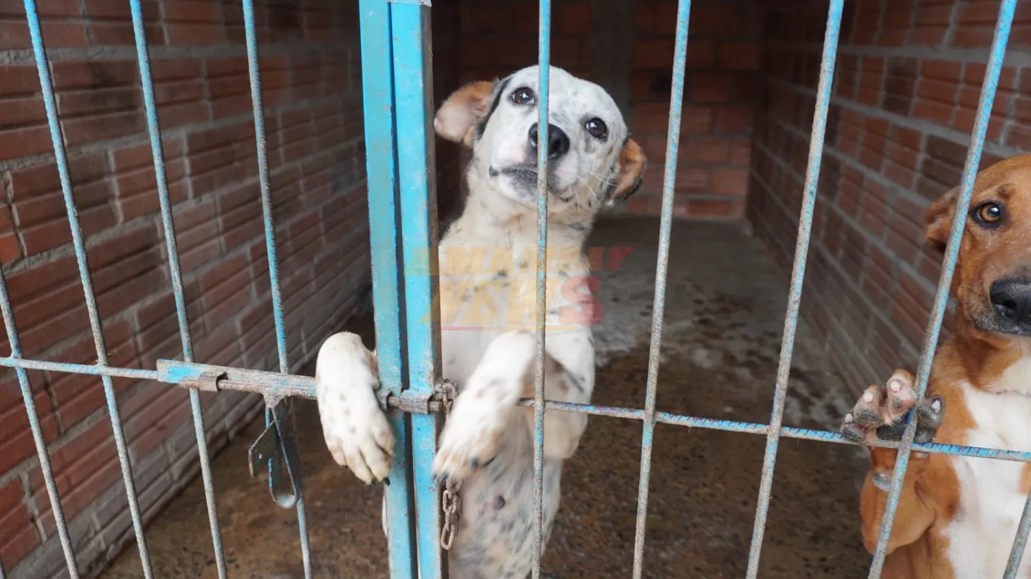 Implementan el primer Registro Nacional de Agresores de Animales