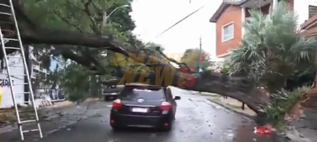 Conductor de plataforma intentó cruzar bajo árbol caído en Asunción