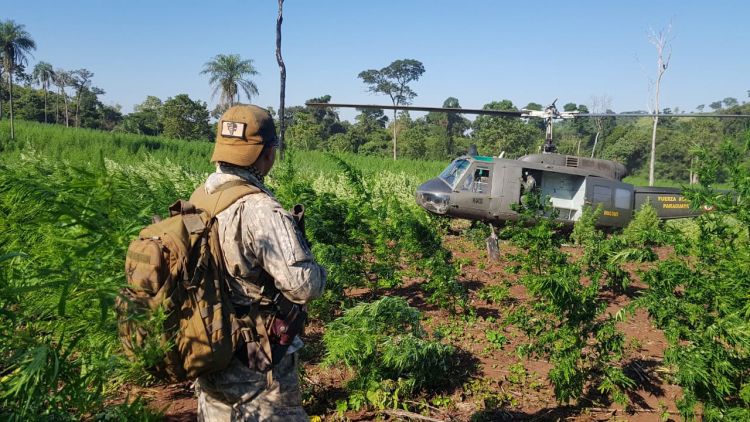 La marihuana mueve más de USD 1.000 millones anualmente en el país, afirma especialista