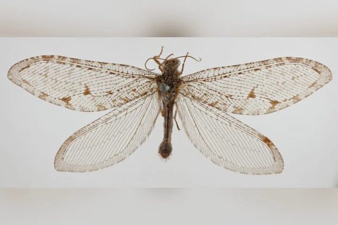 Hallan insecto volador gigante que pertenece a una especie de la era Jurásica