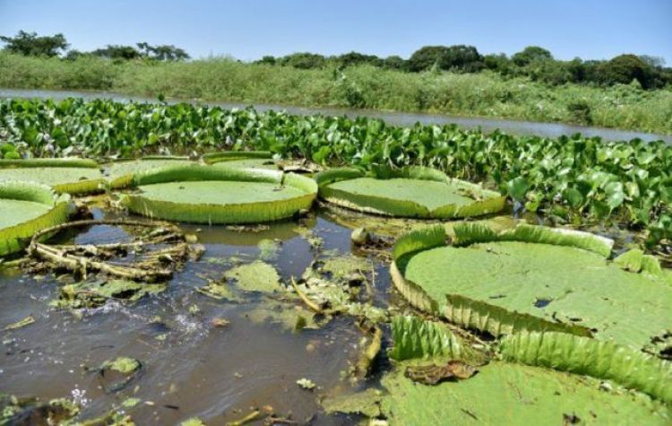 El Ministerio del Ambiente insta a cuidar la especie de yacar yrup