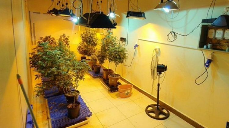 Marihuana vip: Jueza beneficia con libertad a 11 acusados