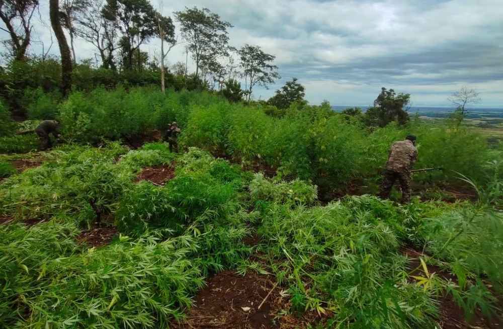 SENAD elimina más de 40 toneladas de marihuana en Itapúa